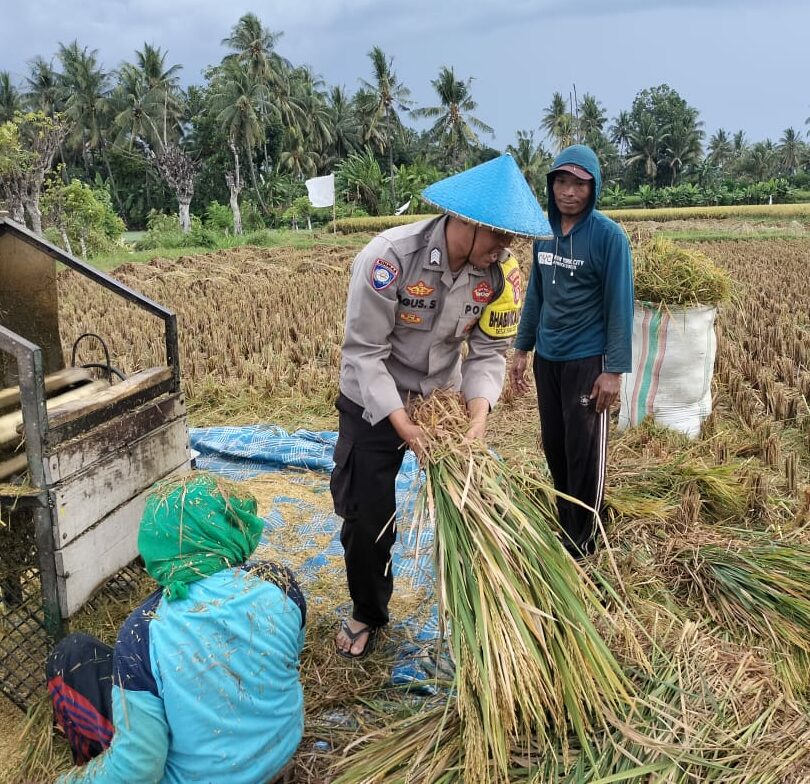 Polda NTB jalin silaturahmi dan bantu panen padi untuk dukung ketahanan pangan