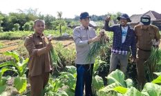 Tumpang Sari Bawang Merah Tambah Penghasilan Petani Tembakau Lombok Tengah
