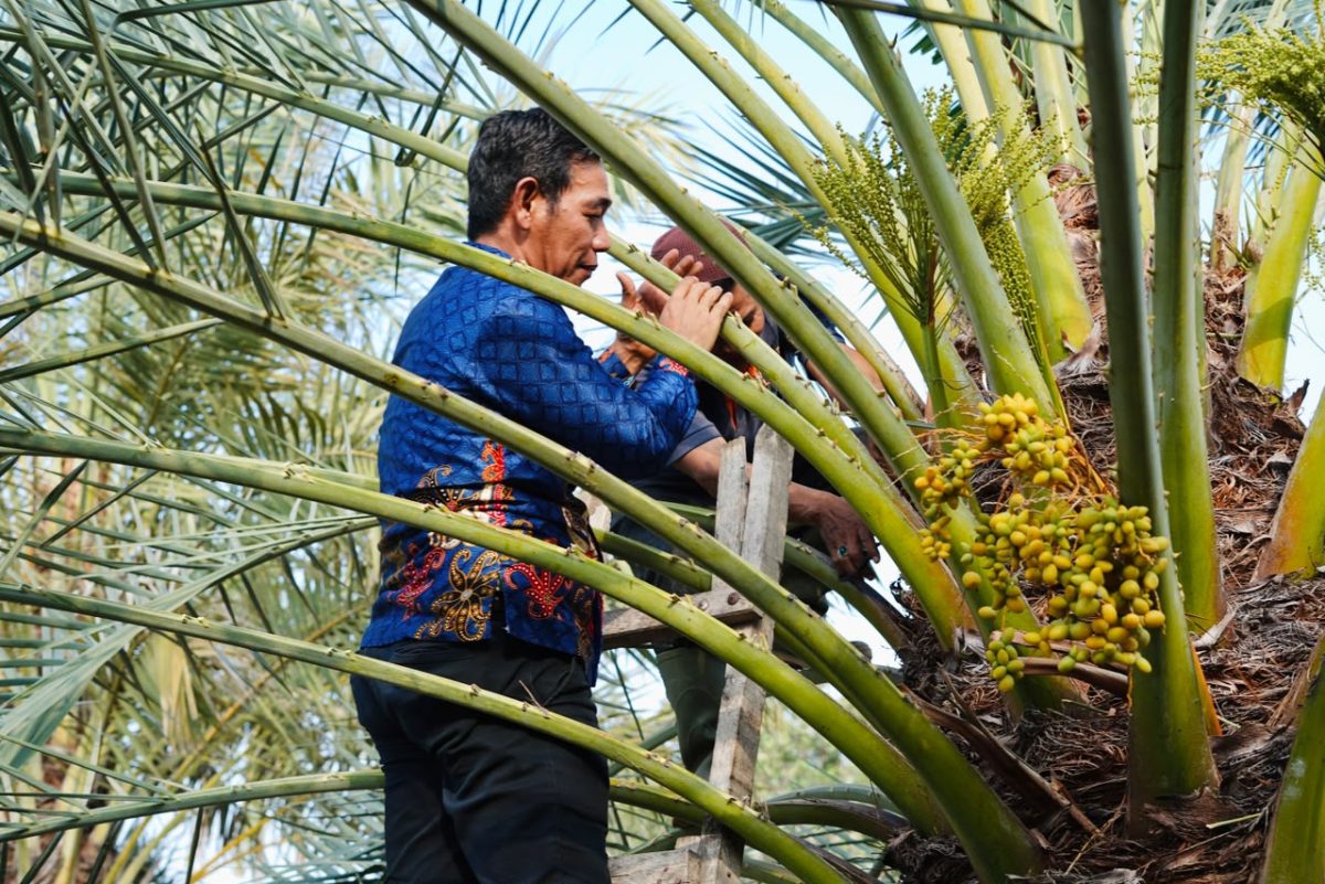 Tim Bapperida Pemkab Murung Raya mengamati pohon kurma saat melakukan studi banding di perkebunan Ukhuwah Datu Nusantara, Lombok Utara.