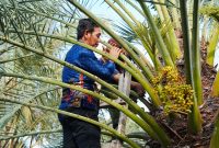 Tim Bapperida Pemkab Murung Raya mengamati pohon kurma saat melakukan studi banding di perkebunan Ukhuwah Datu Nusantara, Lombok Utara.