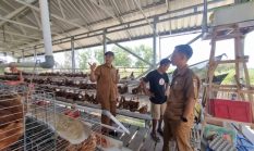 Geliat Peternakan Desa Berdaya NTB: BUMDes Dulang Cuan Telur hingga Penggemukan Sapi